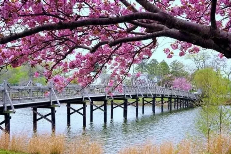 Blooming tree in the foreground with a view of the Spring Lake bridge.