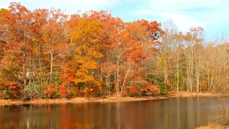 Scenic photo displaying the beautiful foliage in Wall Township, capturing the area's natural beauty.
